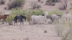 Wild Horses Roaming Through Arizona Desert in Tonto National Forest