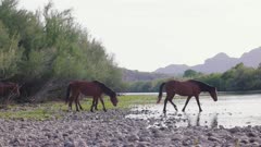 Wild horses walking into the Salt River that runs through the Tonto National forest in Mesa, Arizona to cool off and drink water