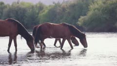 Wild horses drinking water from the Salt River that flows through the Tonto National Forest in Mesa, Arizona