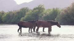 Wild horses cooling off in the Salt River which runs through the Tonto National forest in Mesa, Arizona. Tails flick water into air in slow motion.