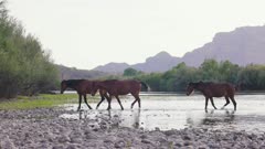 Arizona wild horses cooling off in the water of the Salt River that flows through the Tonto National Forest and MCDowell mountain range.