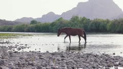 Arizona wild horses cooling off in the water of the Salt River that flows through the Tonto National Forest and MCDowell mountain range.