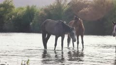 Wild horse cooling off in river water bathing and shaking off water and dust in slow motion