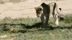 Cobra attacks lioness playing with tortoise