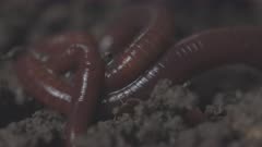 Earthworm Movement