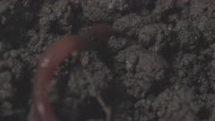Earthworm Movement