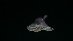 Dumbo Octopus Swims In Deep Sea