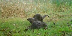 River Otter mother and pups running and playing