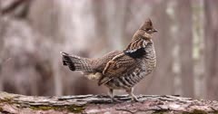 Ruffed Grouse male drumming on log, slow motion