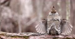 Ruffed Grouse male drumming on log, slow motion