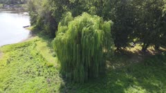 weeping willow tree by lake (aerial, 4K, UHD)