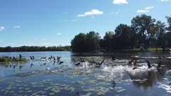 flock of Canada geese lift off together from river &amp; land on water again (aerial, 4K, UHD)