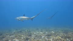 Thresher Sharks at cleaning station