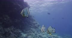 Small school of orbicular batfish sheltering near coral reef