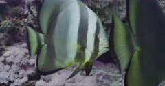 Orbicular Batfish sheltering in coral reef