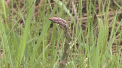 Asparagus Stalk, Zoom To Cu Of Seed Head