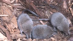 Three Pygmy Shrews In Nest, One Exits, Others Scratch 