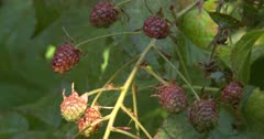 Blackberry Vine, Unripe Berries
