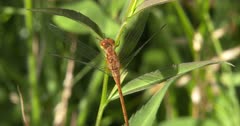 Dragonfly, Yellow-Legged Meadowhawk, Resting on Plant