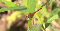 White-feced Meadowhawk Dragonfly, Watching for Prey, Legs Hanging Down, Ready to Chase