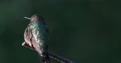 Ruby-throated Hummingbird, Back to Camera, Looks Left, Exits Quickly
