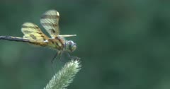 Halloween Pennant Dragonfly Perched on Top of Grass Seed Head, Wind Blows, Dragonfly Re-positions