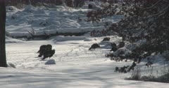 Wild Turkeys, Hens, Walking Across Snowy Pond