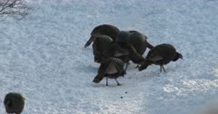 Wild Turkeys, Hens Scratching, Feeding in Winter