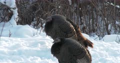 Wild Turkeys, Hens Fluffed Up Against The Cold and Snow