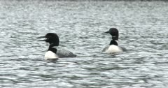 Pair of Common Loons in Lake, One Calling