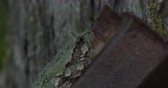 Gray Treefrog on Metal Post, Resting