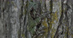 Gray Treefrog On Elm Tree, Hiding