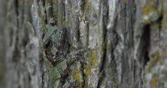 Gray Treefrog On Elm Tree, Camouflage, ZO to WA