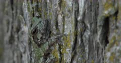 Gray Treefrog On Elm Tree, Camouflage, ZI to CU