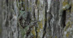 Gray Treefrog On Elm Tree, Camouflage, ZI to XCU