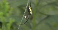 Rack Focus to Yellow Garden Spider, Orb Weaver Hanging in Web Holding Prey