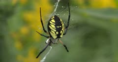 Orb Weaver Spider, Hanging in Web, Holding Prey