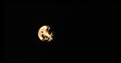 Full Moon With Deciduous Trees, Full Time Lapse