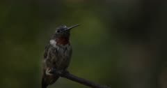 Ruby-Throated Hummingbird, Feathers Molting, Opens Beak Slightly