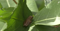 Northern Spring Peeper, Hiding in Green Leaves