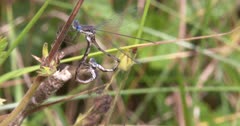 Spotted Spreadwing Damselfly Pair, Mating
