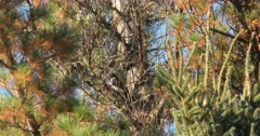Black-backed, or Arctic Three-toed Woodpecker Feeding, Swallowing Wood Grub