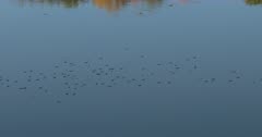 Whirligig Beetles, Insects on Top of Water, ZO to Fall Colors Reflected in Water
