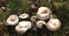 Boreal Forest, Woodland Mushrooms