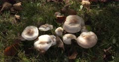 Boreal Woodland Floor Mushrooms, Boreal Habitat, ZI to CU