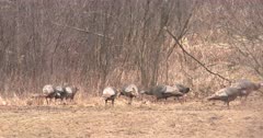 Busy Flock of Wild Turkeys Feeding