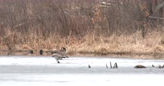Canada Geese in Nesting Phase, Resting on Ice, Hen in Front Trying To Hide Head