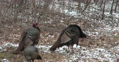 Wild Tom Turkeys and Single Hen, One Tom Preening in Woodland Setting