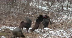 Wild Turkeys in Woodland Setting, One Tom Preening