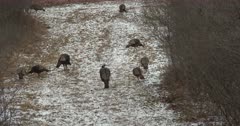 Small Flock of Wild Turkeys Feeding, Winter Setting in Deciduous Woods